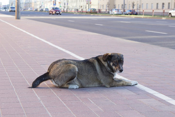the dog lies on the sidewalk in the city center, she is waiting for her master and sad about him