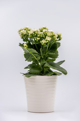 Flaming Katy plant with White flowers in a pot isolated on white background