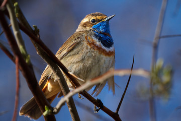 Bird - Bluethroat ( Cyanecula svecica ) sitting on a branch of a bush spring morning. Close-up.