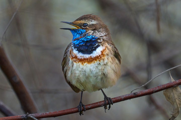 Bird - Bluethroat ( Cyanecula svecica ) sitting on a branch of a bush spring morning. Close-up.