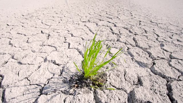 Water-drenched green plant in the desert. Drought Anticyclone Global Warming. Plants And Nature Dying, spring season. Weather Phenomenon Extreme Heat And Drought. Slow motion