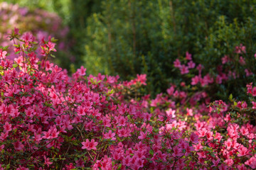 Rhododendron flowers close in the sunlight. Background of flowers.