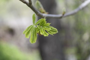 green leaves in spring