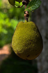 jack fruit on the tree
