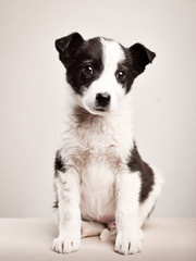 Portrait of a sitting cute puppy on a light background vertical frame
