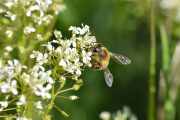 Honey bee collecting nectar on wild white flowers, Honey Bee pollinating wildflowers on meadow