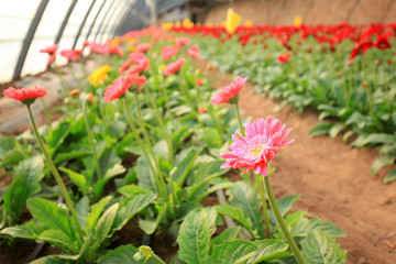 Fototapeta na wymiar African chrysanthemum are in the greenhouse