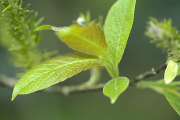 green leaf with water drops