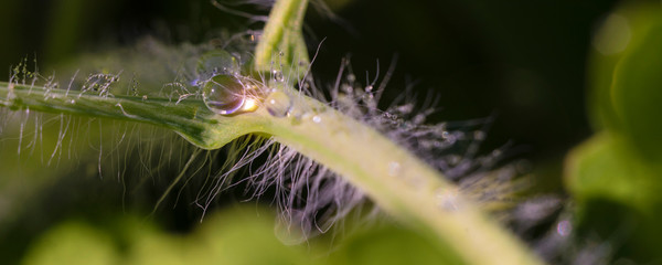Large beautiful drops of transparent rain water on a green leaf macro. Drops of dew in the morning glow in the sun. Beautiful leaf texture in nature. Natural background