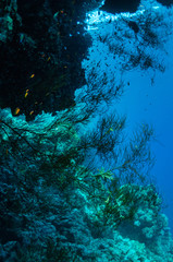 Underwater landscape. Marine life under sea surface, colorful sea life, natural scene. Coral reef and tropical fish. Red Sea seabed. Biological diversity and environmental conservation.