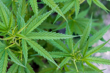 marijuana is a substance intended to be used as a psychotropic drug and as a medicine for treatment,