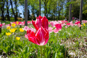 チューリップ