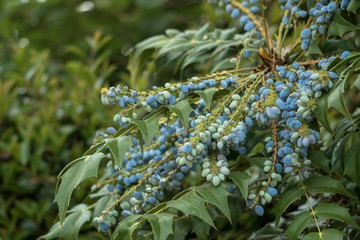 ヒイラギナンテンの青い実／Berberis japonica