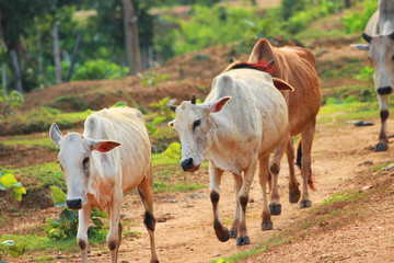 A herd of cows on their way home at dusk