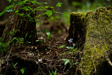 
苔むす森、一輪のスミレ。violet and beautiful green moss in a forest, Tokyo Japan.