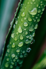 Gouttes d'eau de pluie sur des feuilles de plante verte - Arrière plan végétal