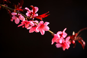 Naklejka na ściany i meble Peach trees blossom in spring