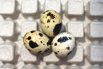 Three quail eggs on the nature craft egg box.