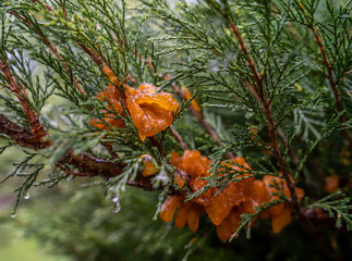 abundant growths during rain from the spores of the fungus Tremella sabinae