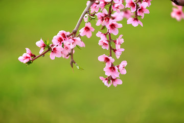 Obraz premium Peach trees blossom in spring