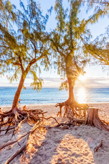 Filaos d&eacute;chauss&eacute;s au coucher du soleil sur plage, R&eacute;union 