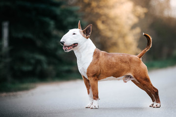 Bull terrier show dog posing. Dog portrait outside.