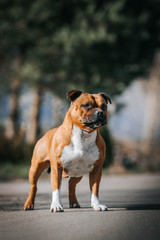 Staffordshire bull terrier in action photography outside.	