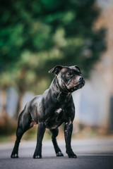 Staffordshire bull terrier in action photography outside.	