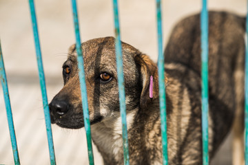 Homeless dog behind bars of a dog shelter.