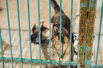 Homeless dog behind bars of a dog shelter.