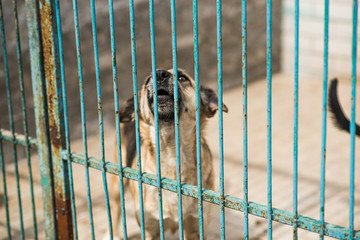 Homeless dog behind bars of a dog shelter.