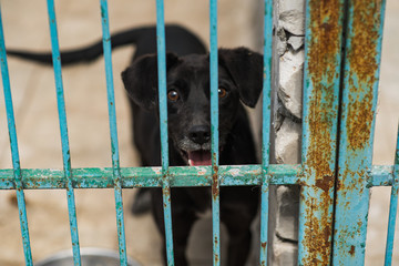 Homeless dog behind bars of a dog shelter.