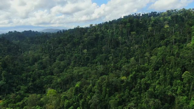 Long shot of Aerial view of Asia rainforest. Flight over the jungle by Drone. Day time with clouds and blue sky.