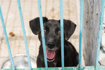 Homeless dog behind bars of a dog shelter.