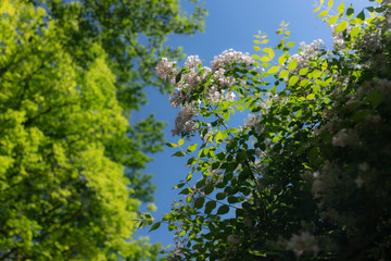 Lilac flowers close-up on a sunny day.