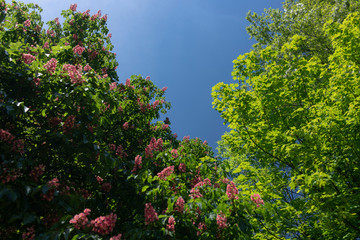 Chestnut flowers close-up on a sunny day.