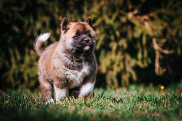 American akita cute puppy outside in the sun.