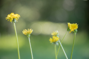 公園の蒲公英の花