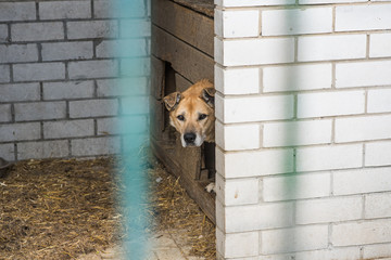 Homeless dog behind bars of a dog shelter.