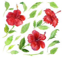 Set of hibiscus flowers and leaves. Watercolor red flowers and green leaves no white isolated background. Tropical plant. Buds of red flowers.