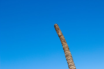 blue sky palm