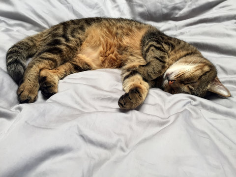 A grey tabby cat lies on a grey background. A lazy kitten sleeps on its back with its russet belly up. 