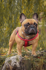 Fototapeta premium french bulldog