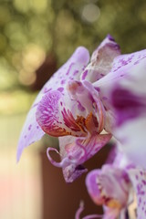 orchidea bianca e rosa