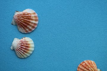 貝　海　イメージ　屋内