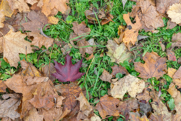 red beautiful leaf among many dead leaves on background of grass. autumn background. concept of individuality