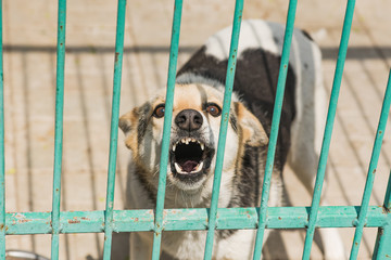 Homeless dog behind bars of a dog shelter.