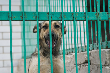 Homeless dog behind bars of a dog shelter.