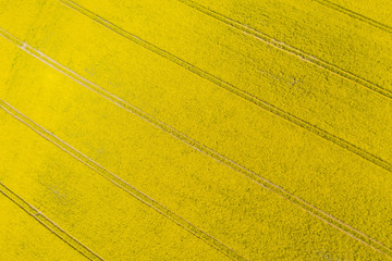 Rapsfeld aus der Luft fotografiert