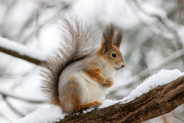 The red squirrel is sitting on the brunch at winter